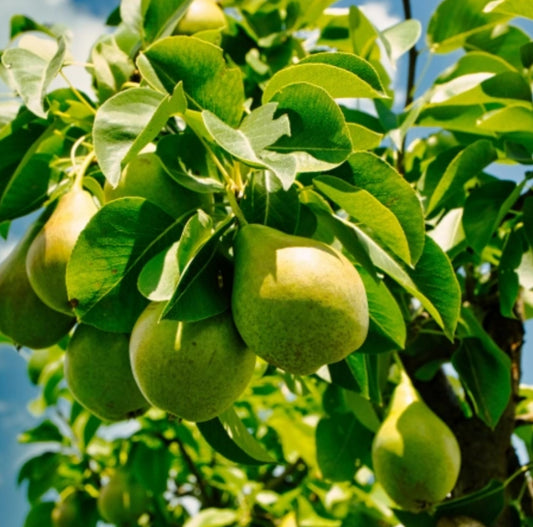 English Pear and Freesia Snap Bar